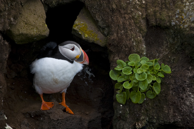 Atlantic Puffin